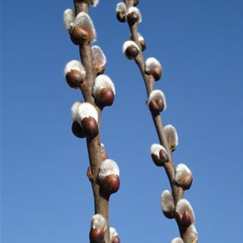 Salix_caprea_Mas_GR_R1.JPG