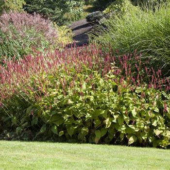 Bistorta amplexicaulis 'Speciosa'