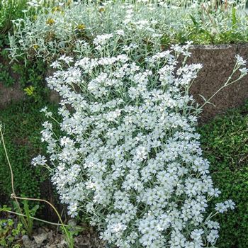 Cerastium_tomentosum_Silberteppich_HRM_Q2.jpg