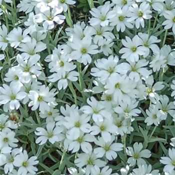 Cerastium_tomentosum_Silberteppich_HRM_Q1.jpg