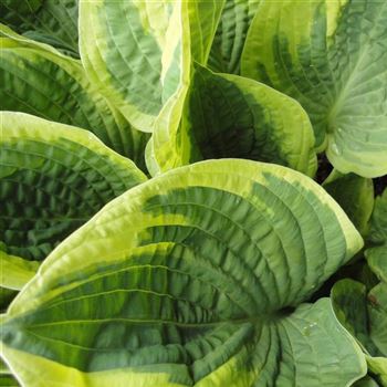 Hosta_Wide_Brim_GR_Q1.jpg