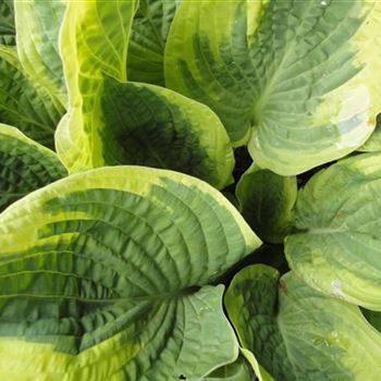 Hosta_Wide_Brim_GR_R2.JPG