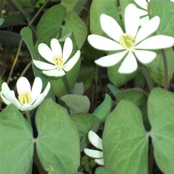 Jeffersonia_diphylla_WI_Q1.jpg