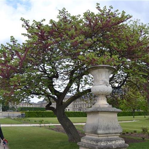 Cercis siliquastrum