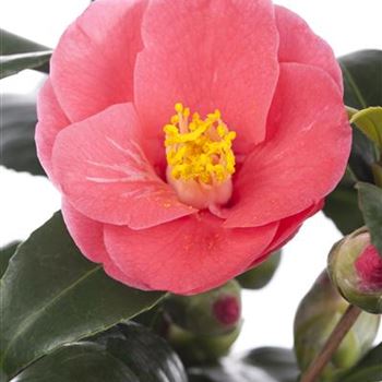 Camellia japonica