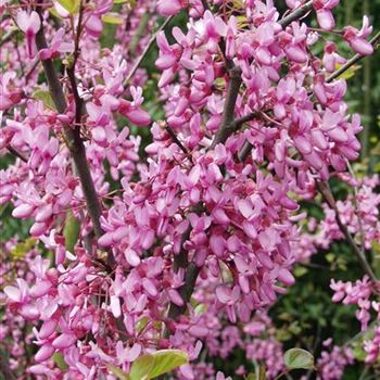 Cercis_siliquastrum_2005_1886_b.jpg