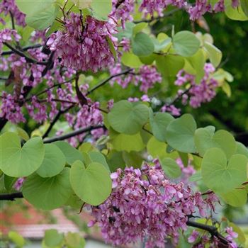 Cercis_siliquastrum_2006_1353.jpg