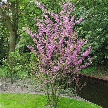 Cercis_siliquastrum.jpg