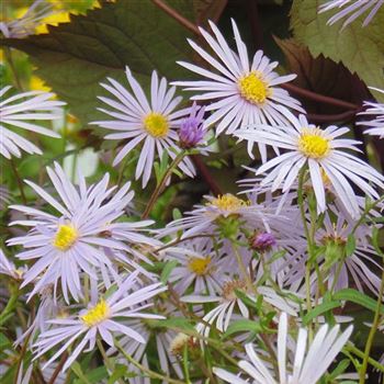 Aster_pyrenaeus_Lutetia_WI_Q2.jpg