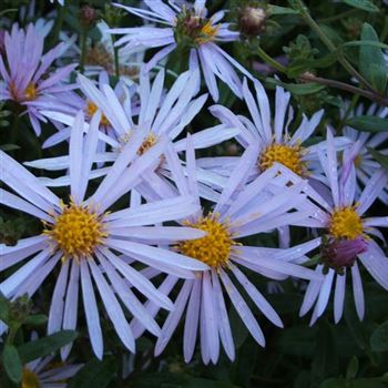 Aster_pyrenaeus_Lutetia_WI_Q1.jpg