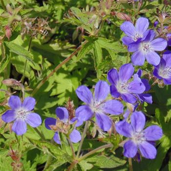 Geranium_sylvaticum_WI_Q4.jpg