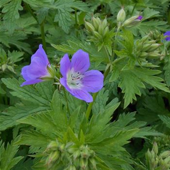 Geranium_sylvaticum_WI_Q3.jpg