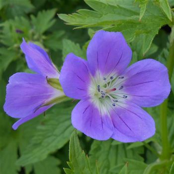 Geranium_sylvaticum_WI_Q1.jpg