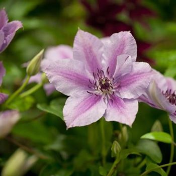 Clematis 'Nelly Moser'