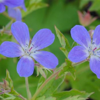 Geranium_sylvaticum_WI_Q2.jpg