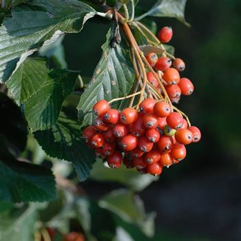 Sorbus_aria_2006_6702.jpg