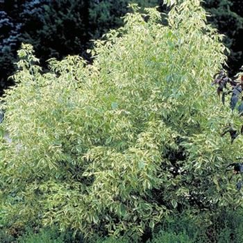 Acer_negundo_Variegatum_2001_2288.jpg