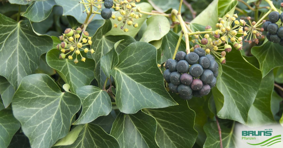 Hedera helix 'Arborescens', Strauch-Efeu von Bruns Pflanzen