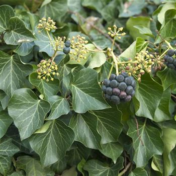 Hedera_helix_2008_0353.jpg