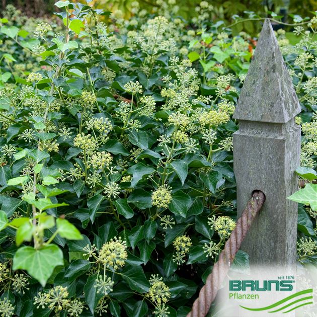 Hedera helix 'Arborescens', Strauch-Efeu von Bruns Pflanzen