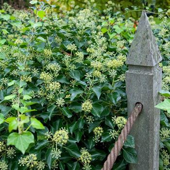 Hedera_helix_Arborescens_2006_6505_q.jpg