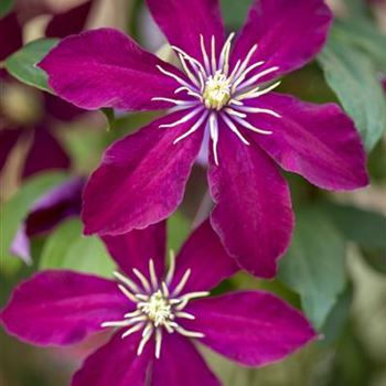 Clematis 'Niobe'