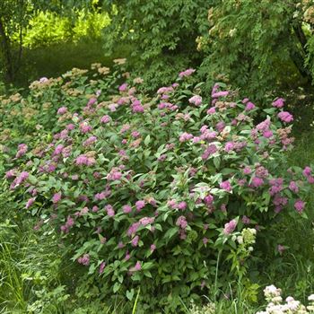 Spiraea_bumalda_Froebelii_2008_6255.jpg