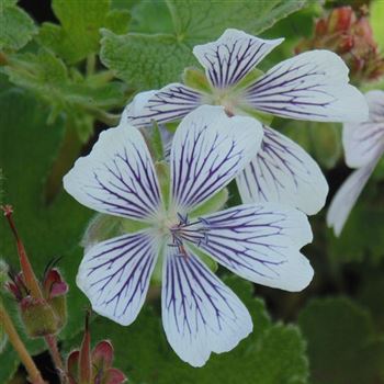 Geranium_renardii_WI_Q5.jpg