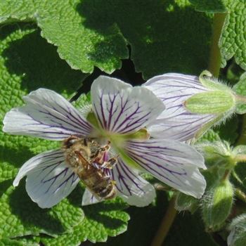 Geranium_renardii_WI_Q3.jpg