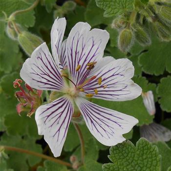 Geranium_renardii_WI_Q1.jpg