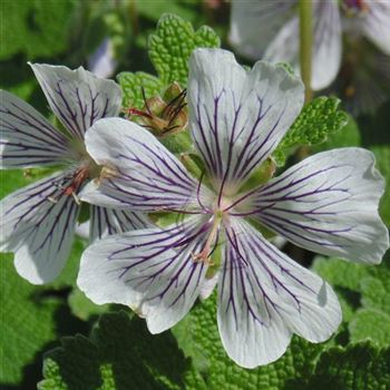 Geranium_renardii_WI_Q2.jpg