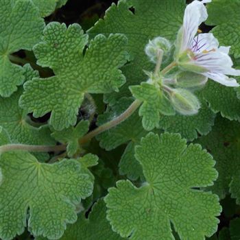 Geranium_renardii_WI_Q4.jpg