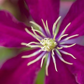 Clematis 'Niobe'