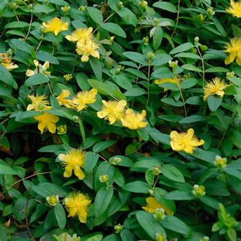 Hypericum_calycinum_2007_4278.jpg