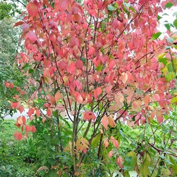 Euonymus_planipes_2008_8962.jpg