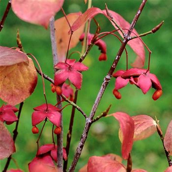 Euonymus_planipes_2004_1913_q.jpg