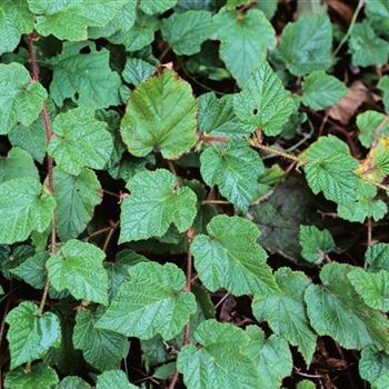 Rubus_tricolor_2004_1916_b.jpg