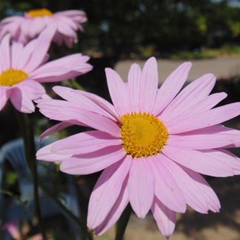 Tanacetum_coccineum_Robinsons_Rosa_WI_Q2.JPG