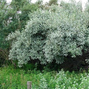 Elaeagnus_commutata_2007_4024.jpg