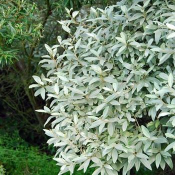 Elaeagnus_commutata_2007_4025.jpg