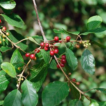 Rhamnus_frangula_2007_4140.jpg