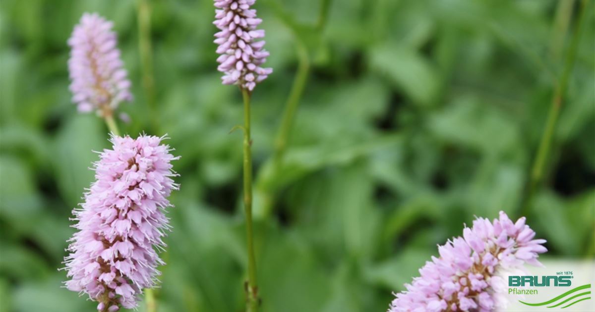 plants for purple serum Plant Stem Cell Retinol Alternative Serum – Sorette