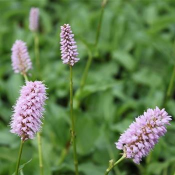 Bistorta officinalis