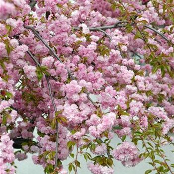 Prunus_serrulata_Kiku_Shidare_Zakura_2008_1230.jpg