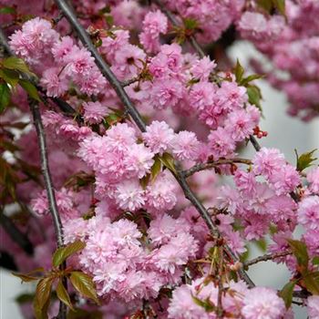 Prunus_serrulata_Kiku_shidare_zakura_HRM_0351.jpg