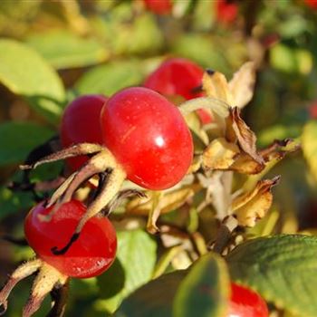 Rosa_rugosa_Alba_GR_R2.jpg