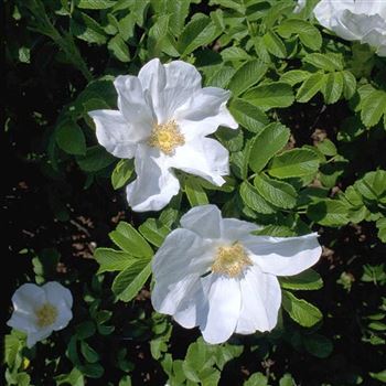 Rosa_rugosa_Alba_1999_2920.jpg