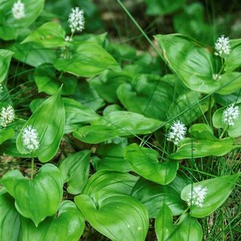 Maianthemum_bifolium_HRM_Q1.jpg