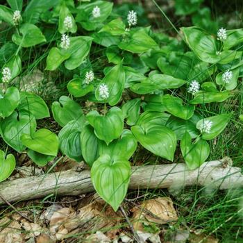 Maianthemum_bifolium_HRM_Q2.jpg