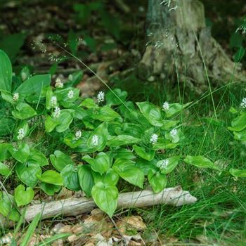 Maianthemum_bifolium_HRM_Q3.jpg